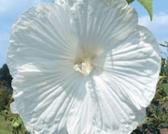 Beautiful White Hardy Hibiscus Seeds