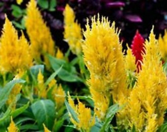 Bright Yellow Pampas Plume Celosia Seeds