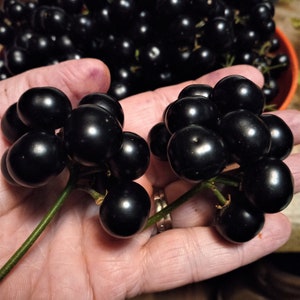 Giant Garden Huckleberry Seeds (Makes great Pie and Jam)