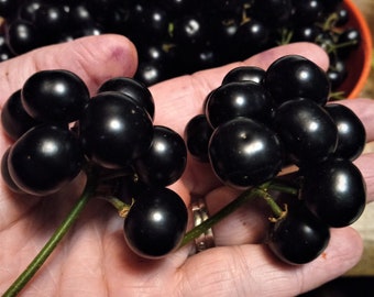 Giant Garden Huckleberry Seeds (Makes great Pie and Jam)