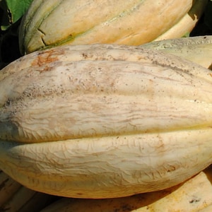 Old Tyme Tennessee Cantaloupe Seeds