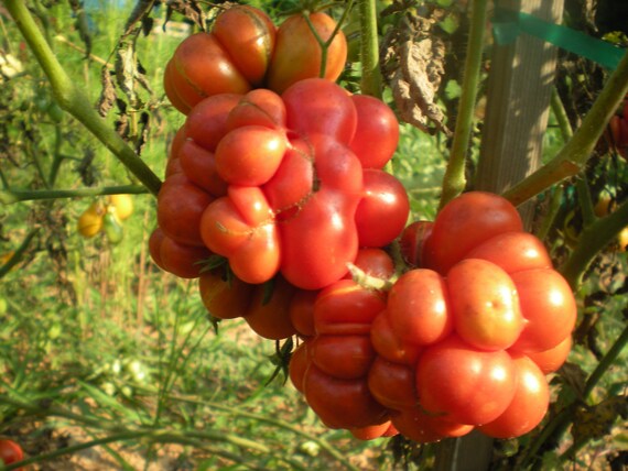 Heirloom Traveler's Tomato Seeds 