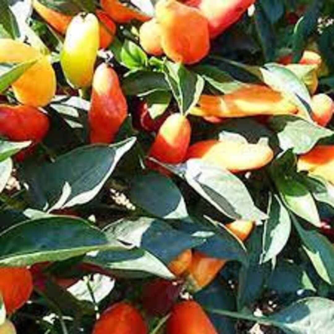 Sweet Pickle Pepper Seeds Etsy