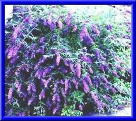 thumbnail image 2 of Purple Devil Trumpet Datura Seeds - Ballerina Variety, Double & Triple Flowers, 10 Seeds Pack 2 of 14