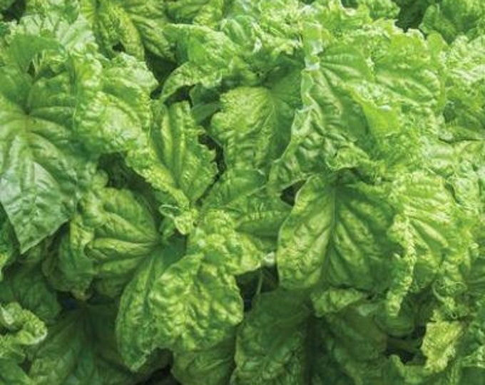 Lettuce Leaf Basil Seeds Etsy