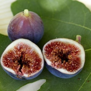 Black Mission Fig Tree Seeds