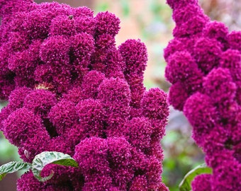 Hot Pink Elephant Head Amaranth Seed