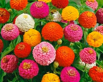 Bright Lilliput Mixed Zinnia Seeds