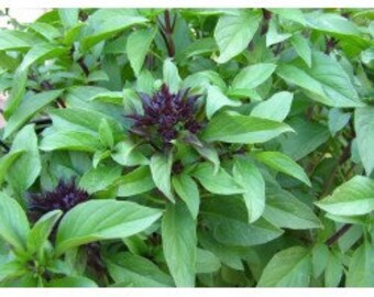 May include: A close-up of a green leafy plant with dark purple flowers. The plant is a type of basil.