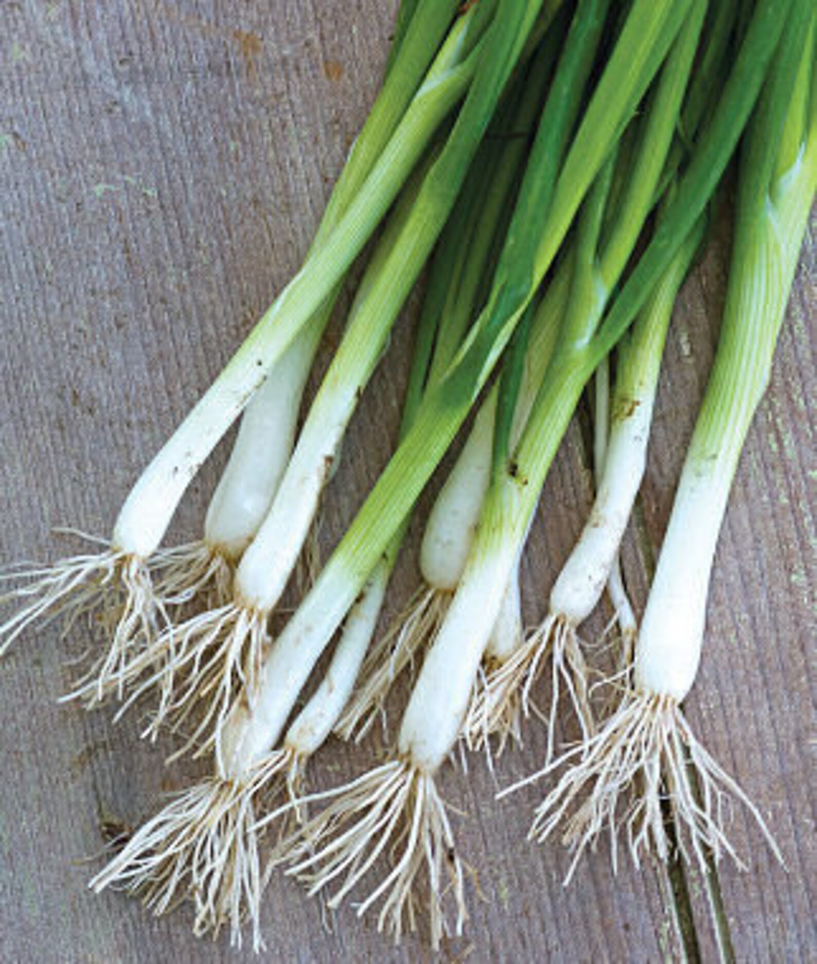 Evergreen Long White Bunching Onion Seeds Etsy