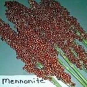 Mennonite Sorghum Seeds Best For Syrup- High Yield!