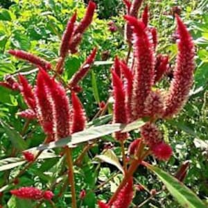 tall Comb S/H Marble Brain Celosia Seeds  Red/Yellow 50 SEEDS 3-4 ft