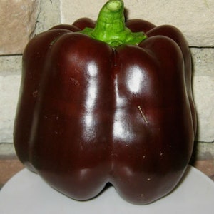Chocolate Beauty Sweet Bell Pepper Seeds