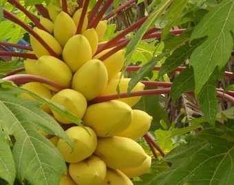 Golden Thai Dwarf Papaya Seeds