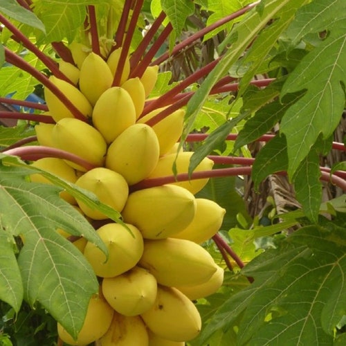 Buy Dwarf Papaya Tree Seeds - Perfect for Growing in Pots