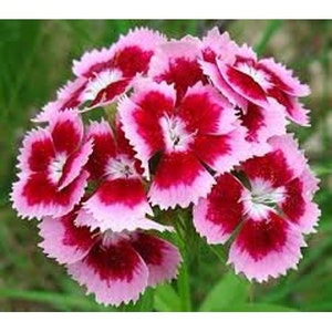 Sweet William  100 Seeds Blooms 4 Months From Seeds