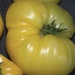 see more listings in the Tomatoes section