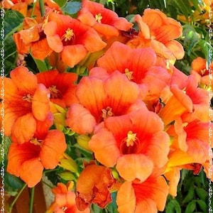 Beautiful Orange Hummingbird Trumpet Vine Seeds (Hardy)