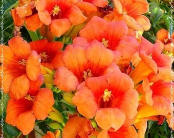 Beautiful Orange Hummingbird Trumpet Vine Seeds (Hardy)