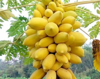 Brazilian Golden Papaya -10 Seeds - Small fruit- Perfect for growing in pots!