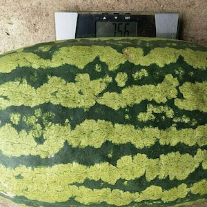 Puede incluir: Una sand&iacute;a verde grande con rayas verde oscuro. La sand&iacute;a est&aacute; en una b&aacute;scula que marca 7,56.