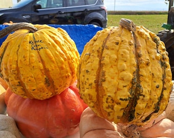 Könnte beinhalten: Zwei gelb-grüne Kürbisse mit strukturierter Schale. Auf einem Kürbis steht "Kettle Corn Pumpkin". Die Kürbisse liegen auf einem roten Kürbis.