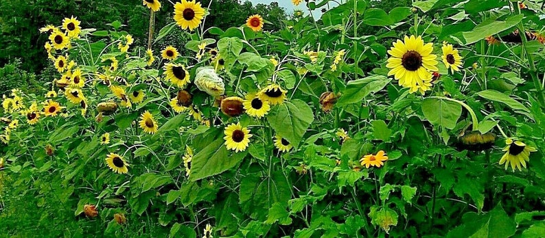 Lemon Leopold Sunflower image 2