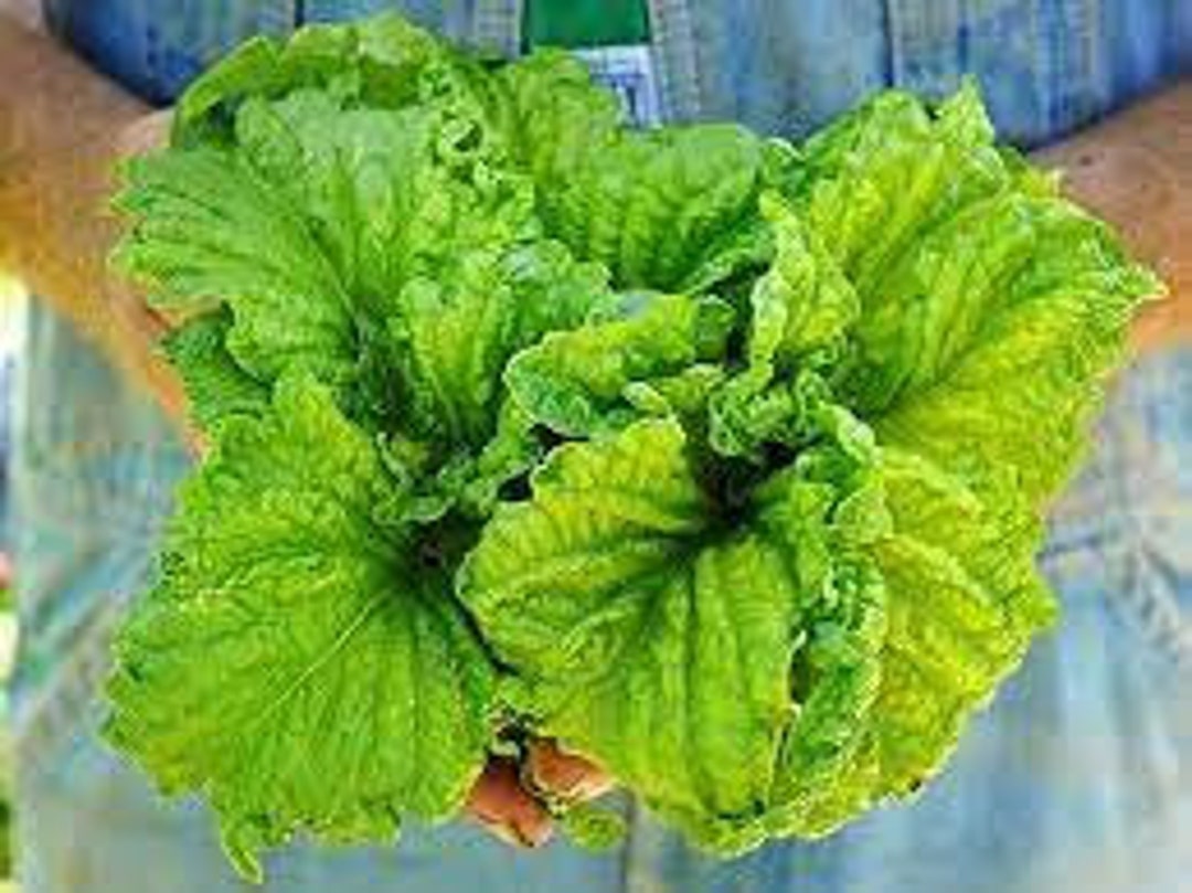 Lettuce Leaf Basil Seeds Etsy