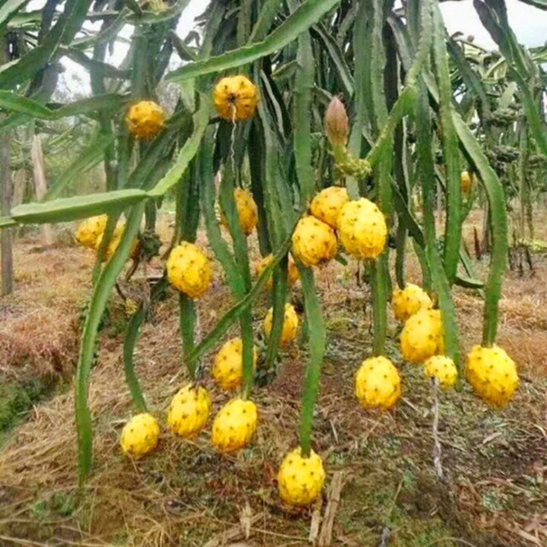 Yellow Dragon Fruit Seeds Etsy