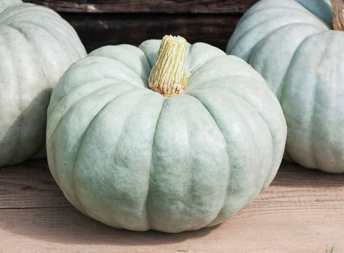 Blue Doll Pumpkin Seeds Etsy