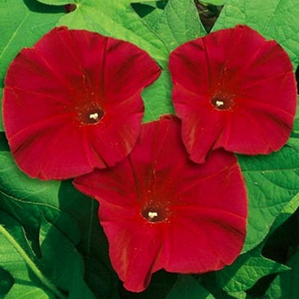 Scarlet O' Hara Morning Glory Vine Seeds