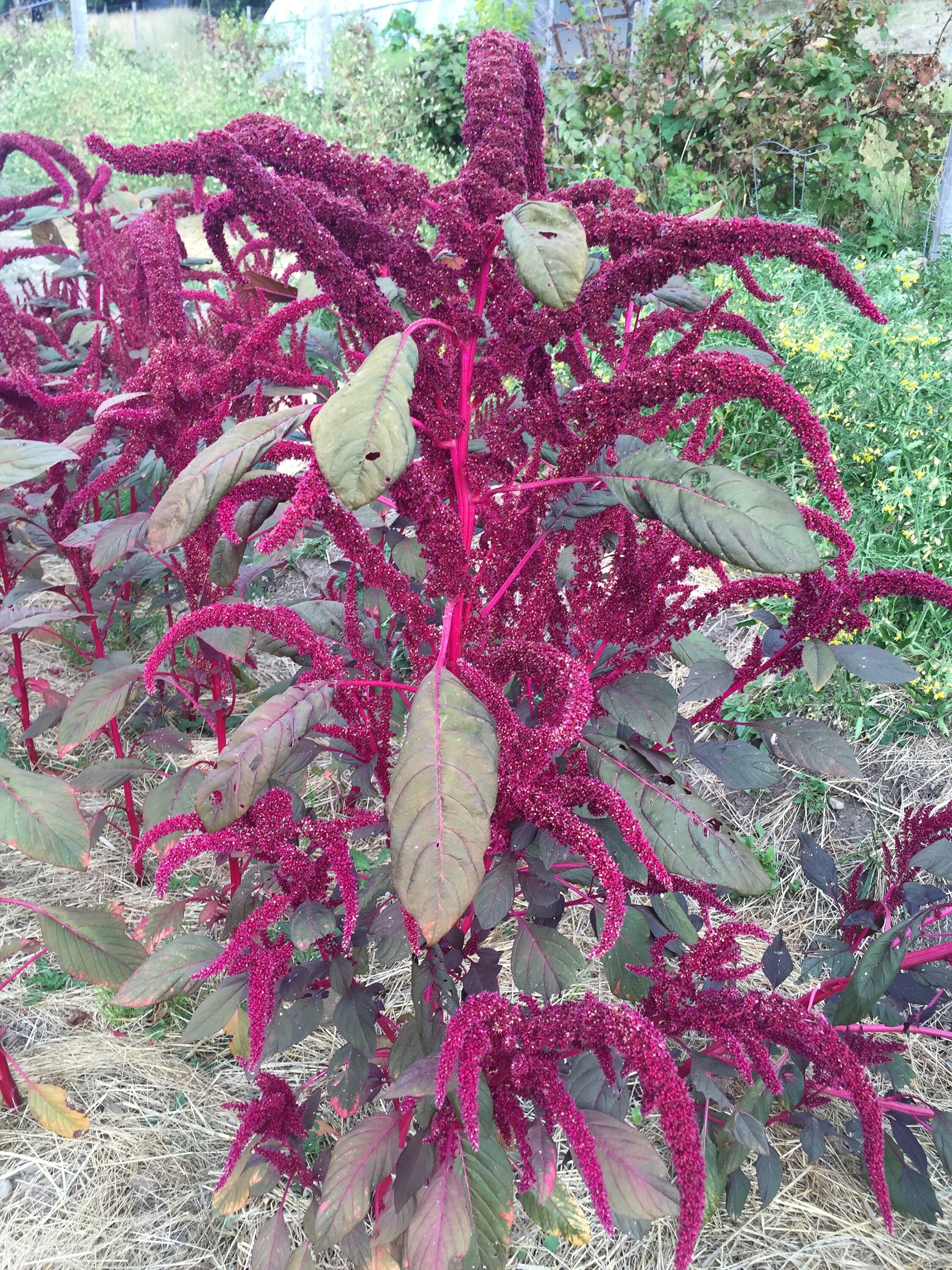 35 Kinds of Amaranth Master Amaranth Collection 35 Seed Etsy
