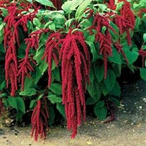 Love Lies Bleeding Amaranth Seeds