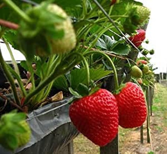 Eversweet Strawberry Seeds Etsy
