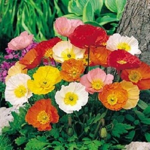 Iceland Poppy Seeds