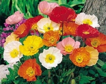 May include: A vibrant cluster of colorful poppy flowers in full bloom. The flowers display a range of hues, including red, orange, yellow, pink, and white, with dark green foliage. The image captures the beauty of nature.