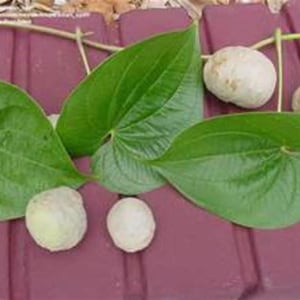 May include: Green leaves with a heart shape and white round fruits. The leaves and fruits are on a red surface.
