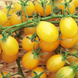 Yellow Plum Grape Tomato Seeds