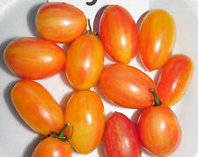 Blush Tiger Tomato Seeds Etsy