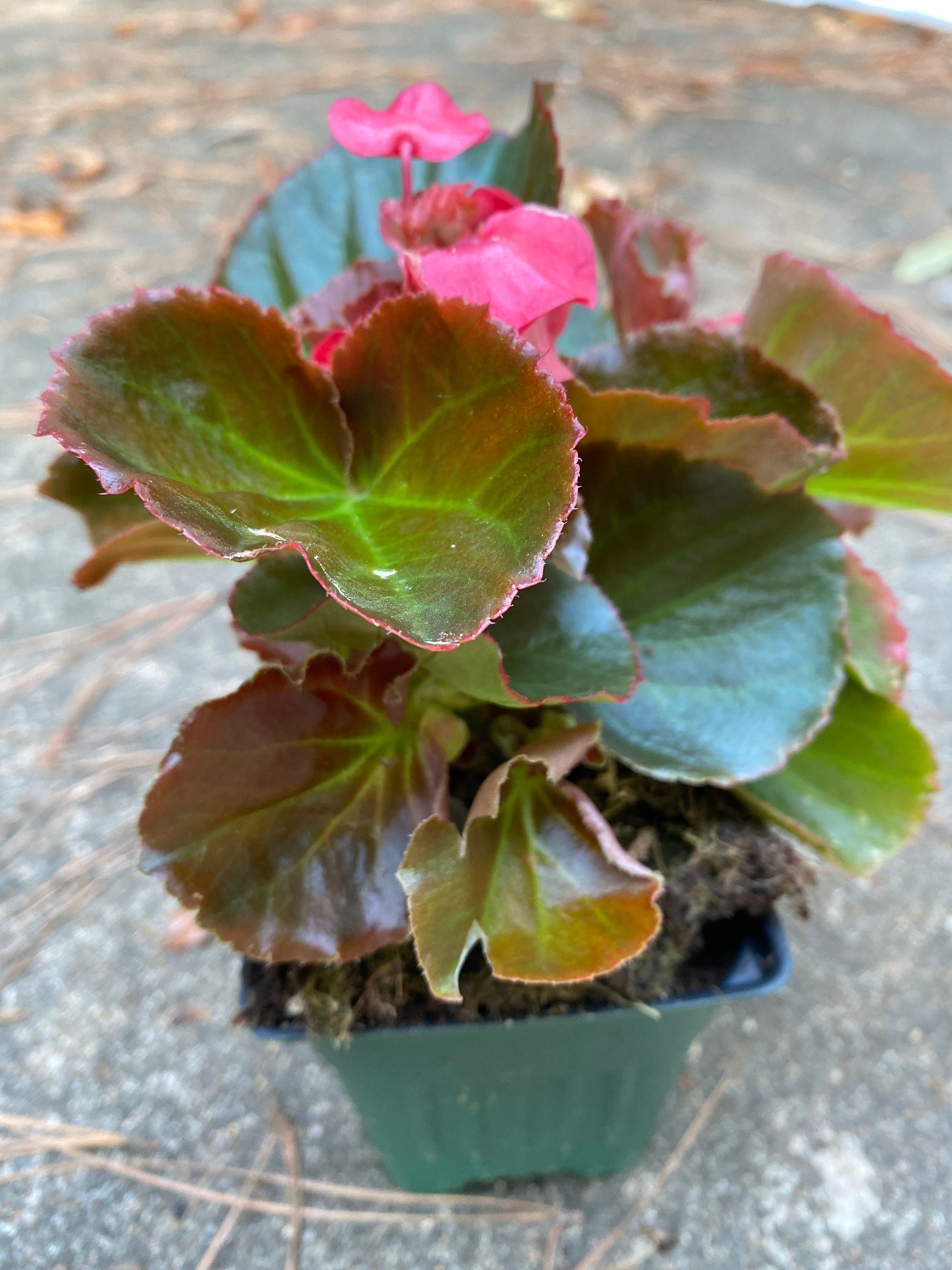 Begonia Cocktail Gin 4 inch Etsy