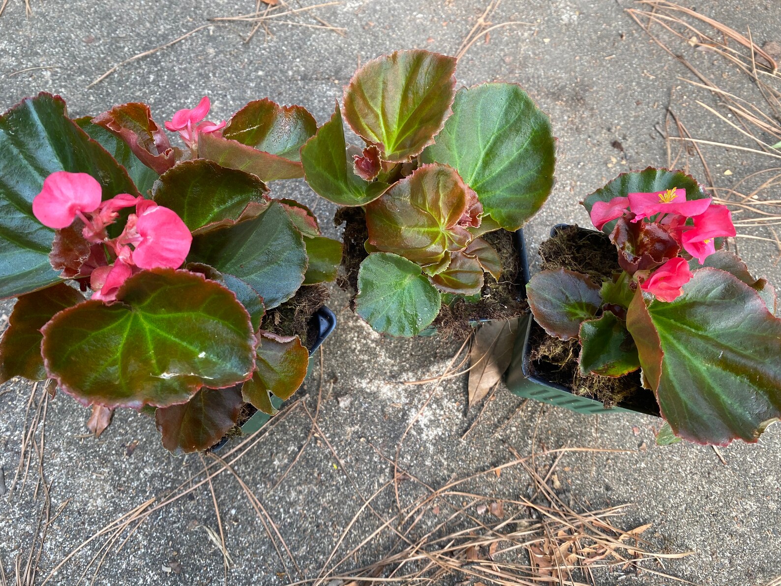 Cocktail Gin Begonias 4 3 for the price of 2 Etsy