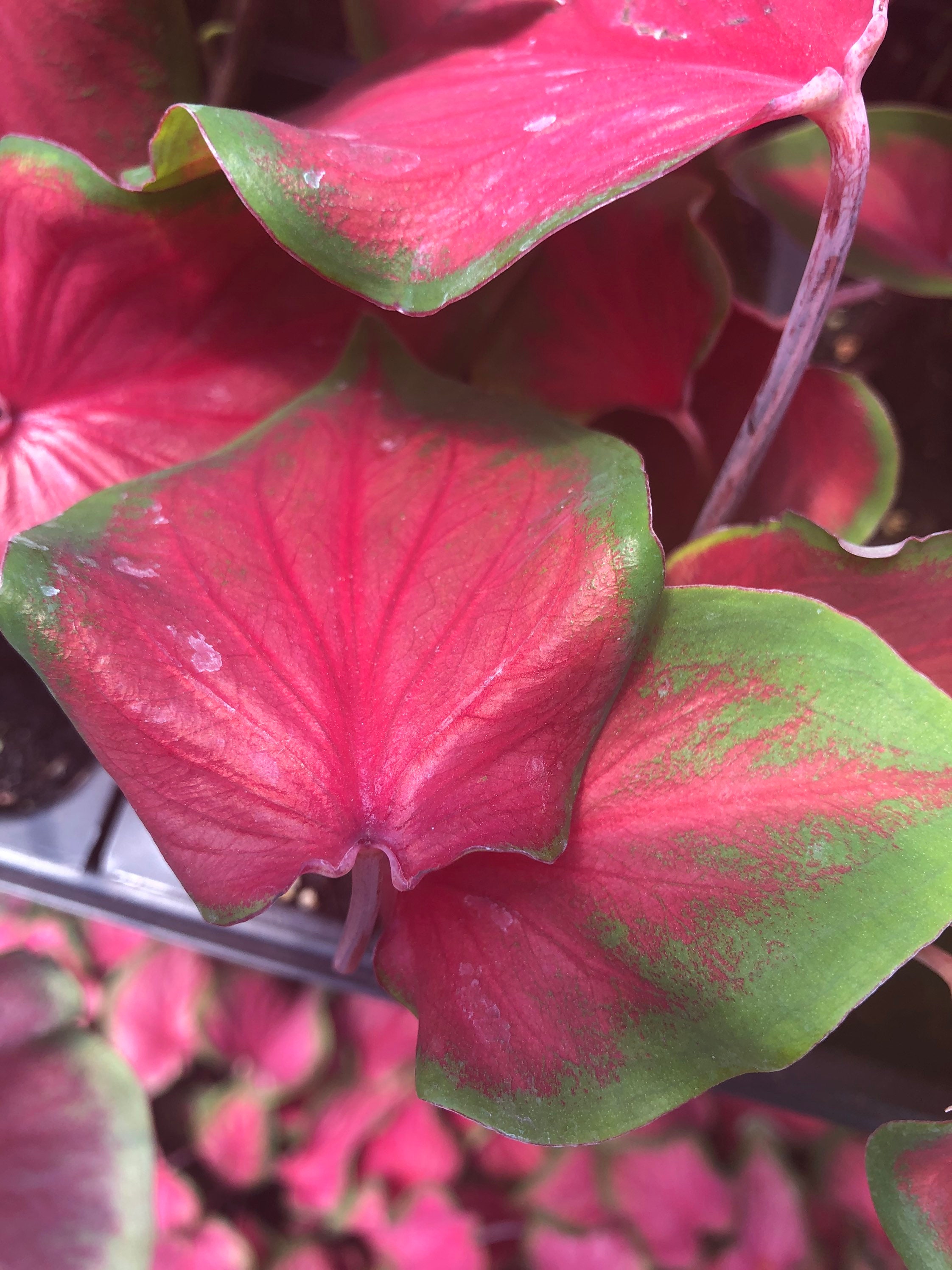 Strap Leaf Caladium Red/Green Six 4 Pots Etsy