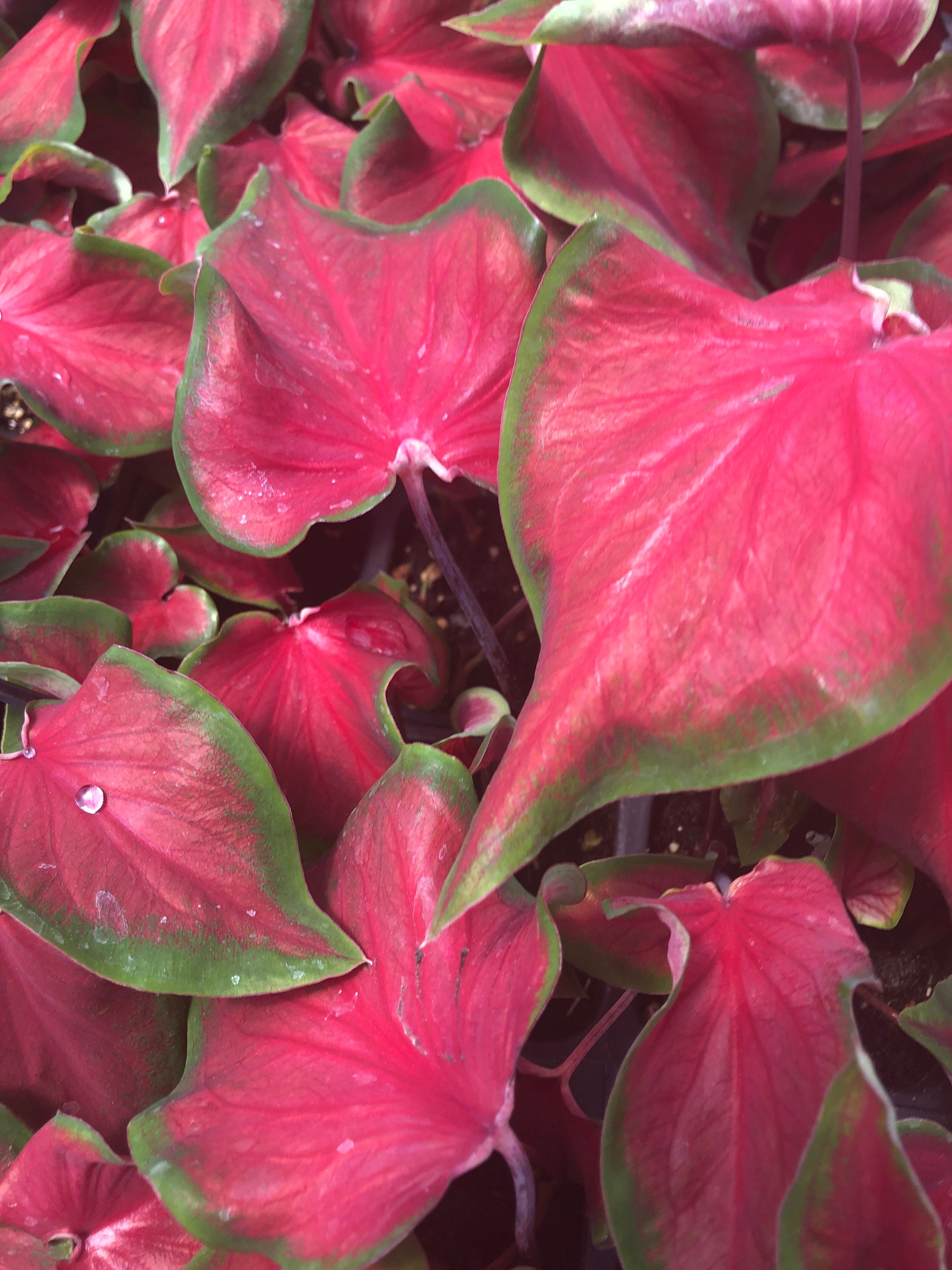 Strap Leaf Caladium Red/Green Six 4 Pots Etsy