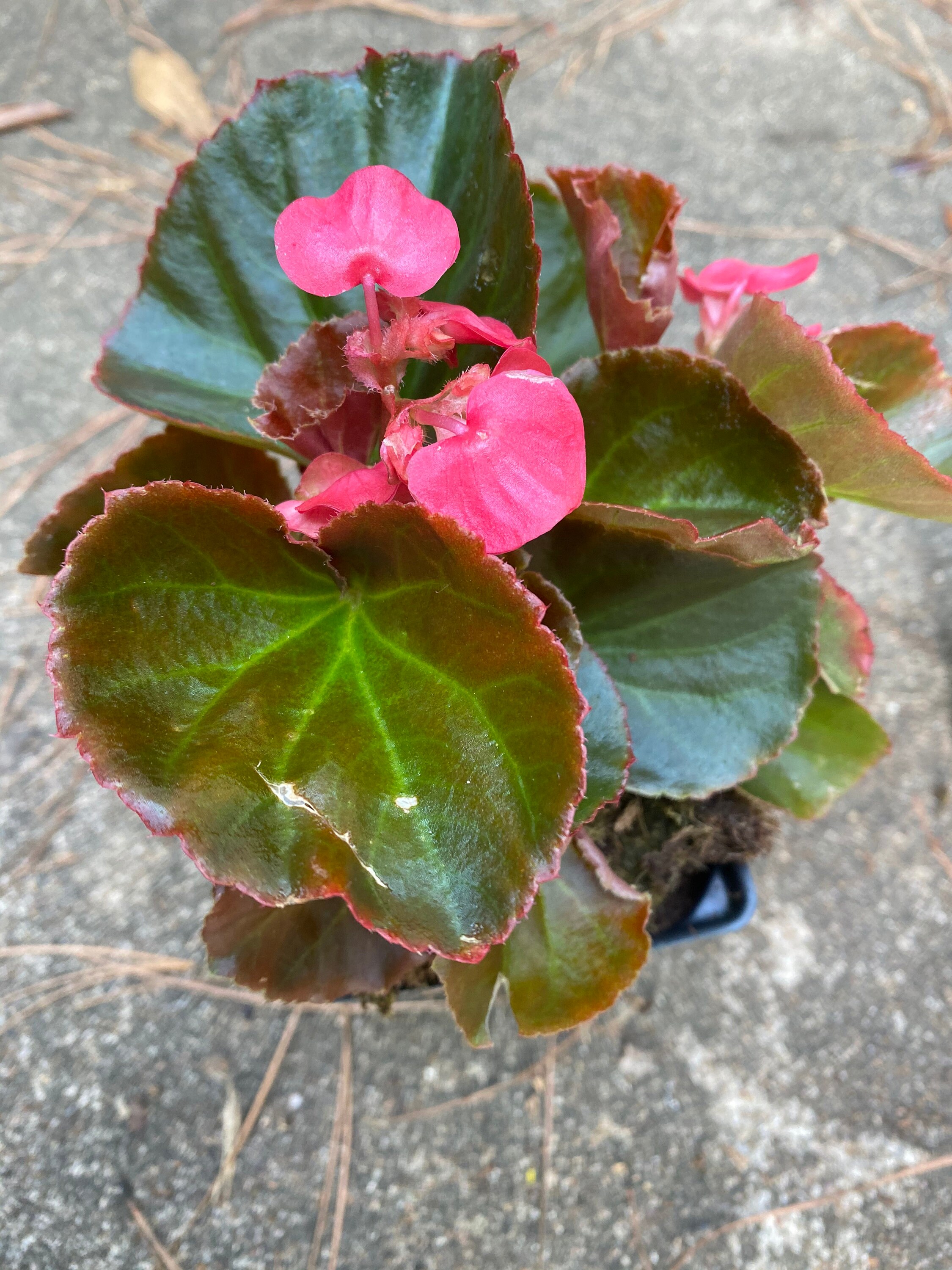 Begonia Cocktail Gin 4 inch Etsy