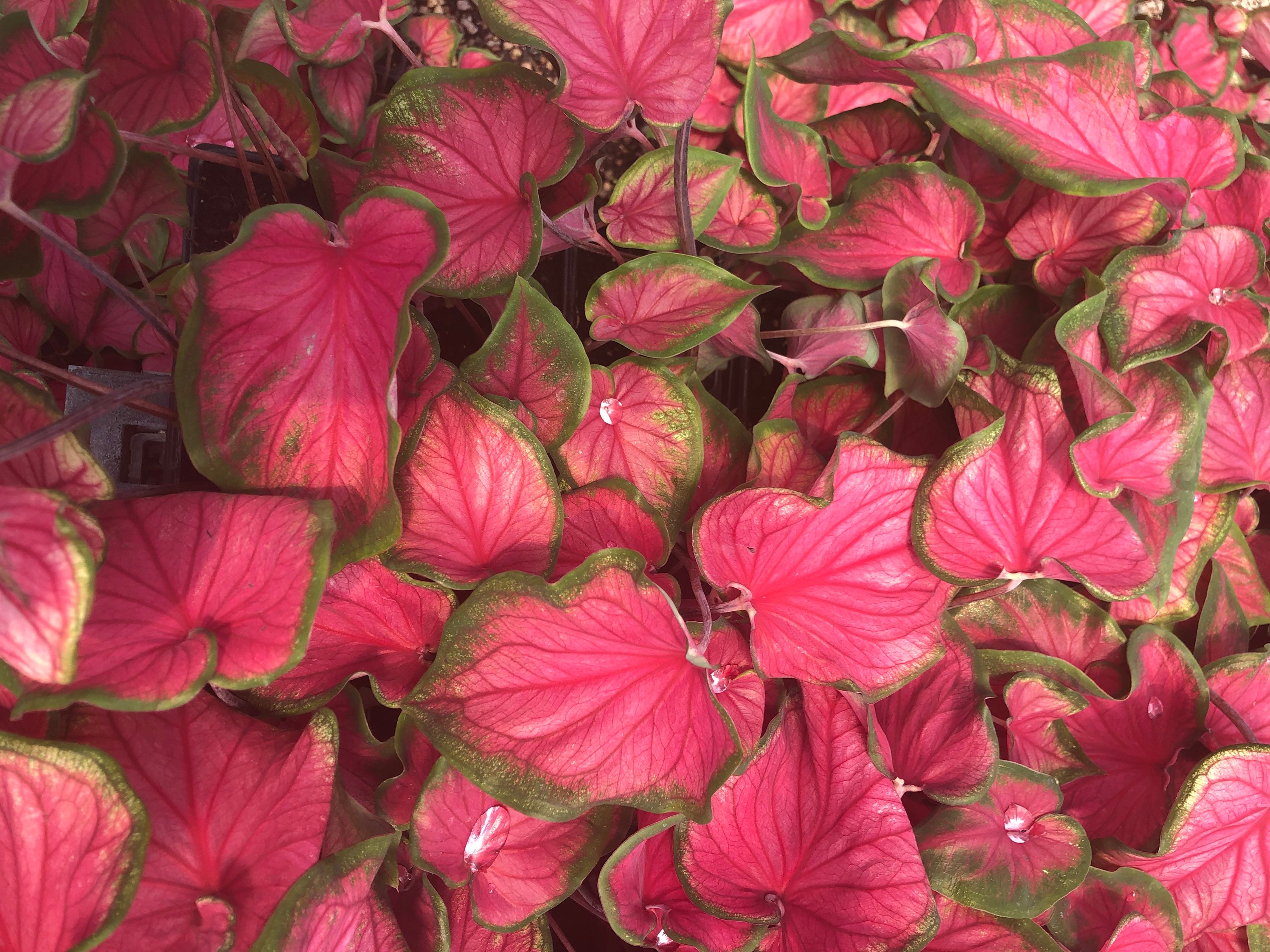 Strap Leaf Caladium Red/Green Six 4 Pots Etsy