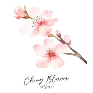 Clipart de flor de cerejeira, aquarela floral PNG rosa blush flores de primavera download digital uso comercial gráficos botânicos para convites