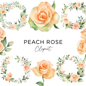 Puede incluir: Conjunto de clipart de rosa melocotón acuarela con coronas, rosas individuales y ramos. Las rosas son de un suave color melocotón con hojas y tallos verdes.