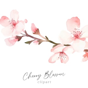 Cherry Blossom Clipart, acuarela floral PNG rosa rubor flores de primavera descarga digital uso comercial gráficos botánicos para invitaciones