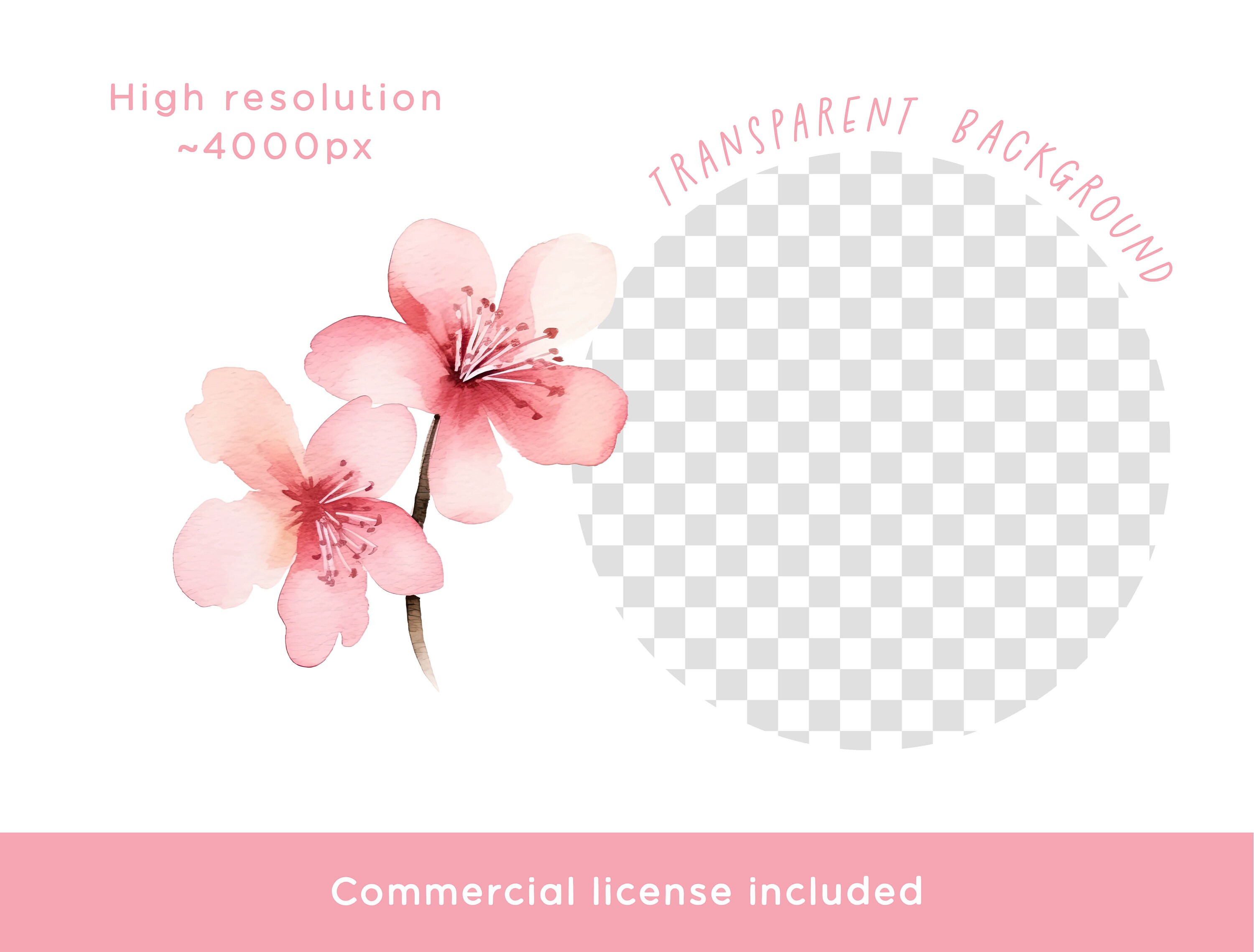 Cherry Blossom Clipart Bundle Set, Spring Flower PNG Watercolor ...