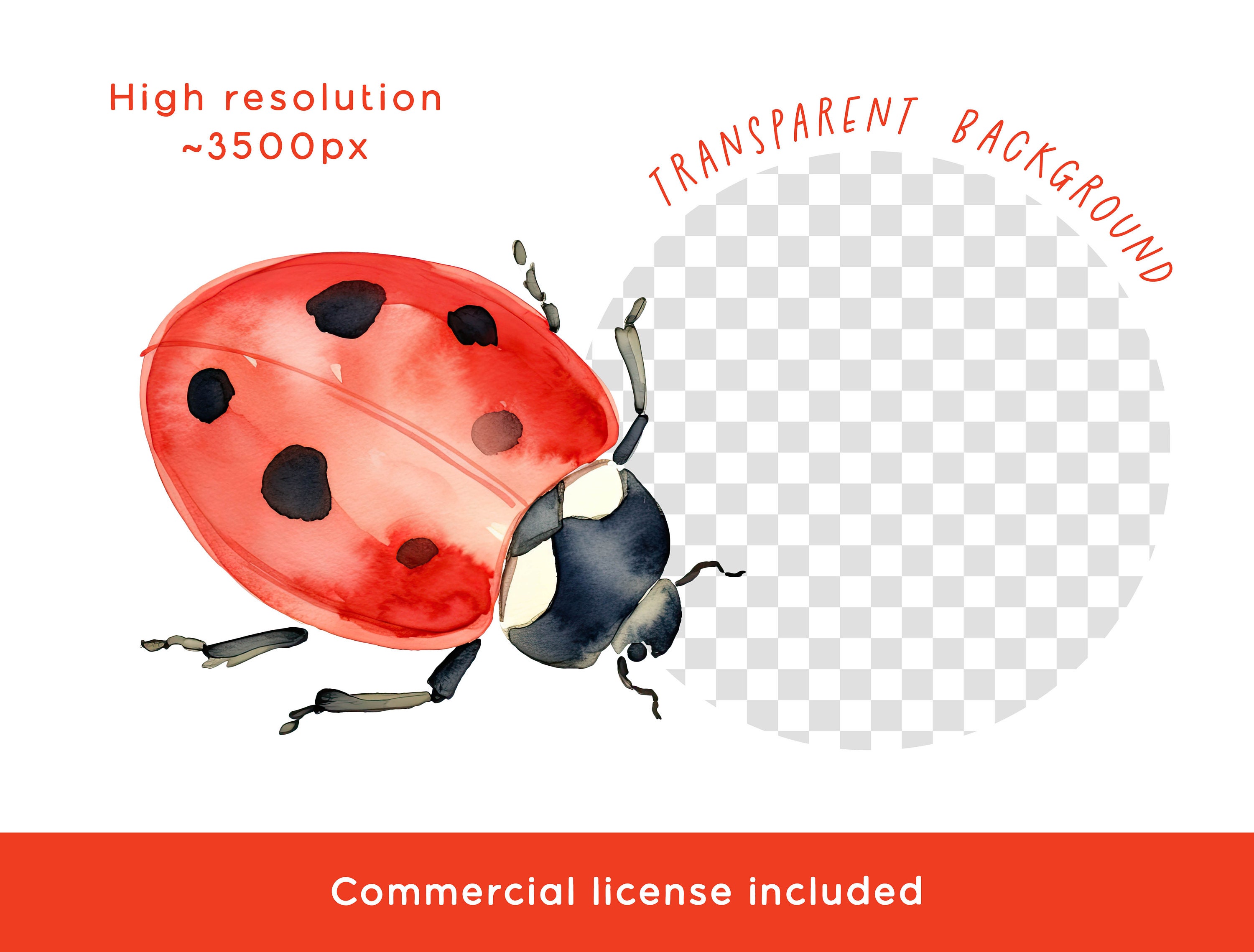 Ladybug Clipart Bundle, Watercolor Cute Ladybird Bugs PNG Insect ...